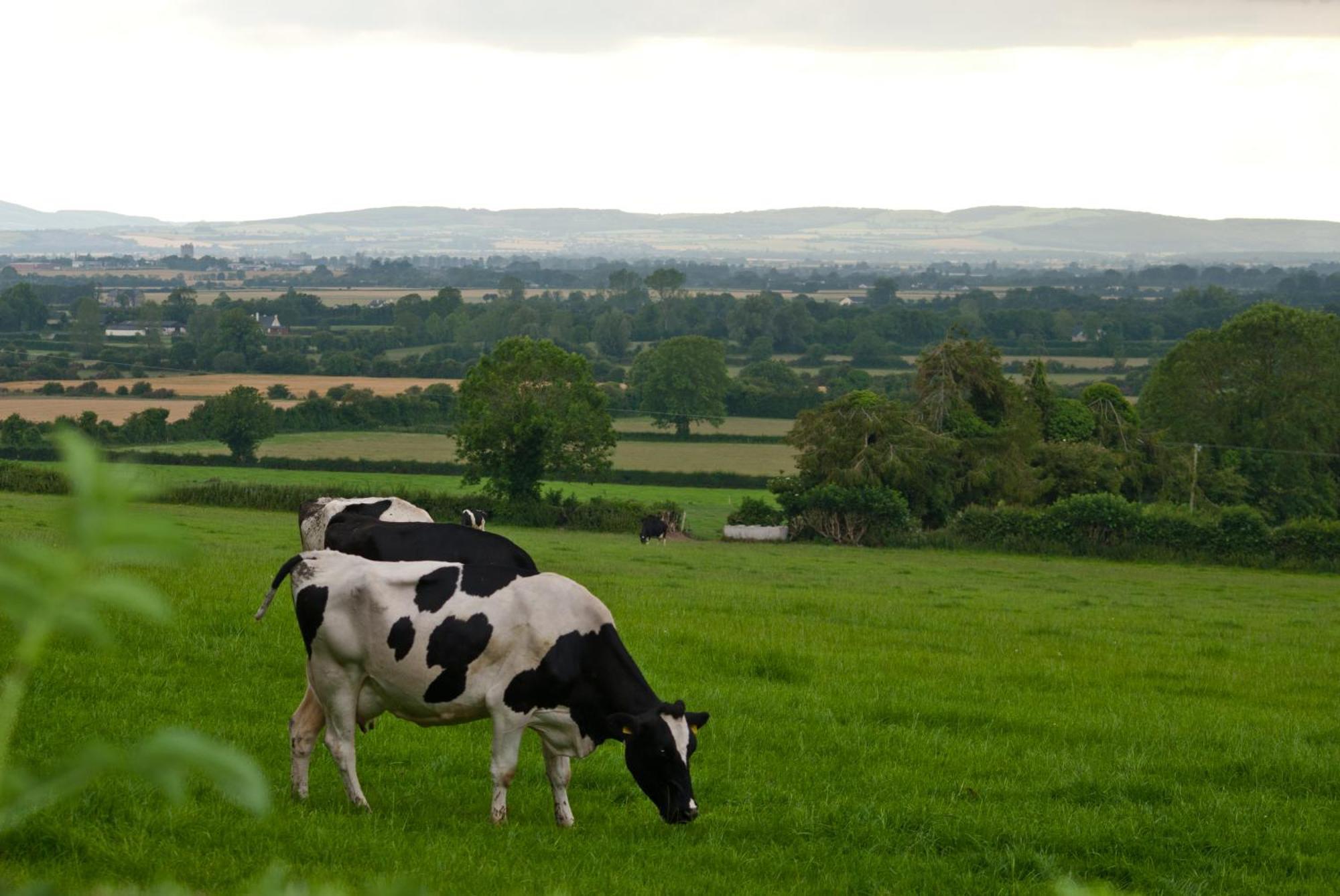 Ballindrum Farm B&B Athy Buitenkant foto